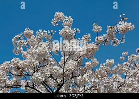 Baumblüten, Yoshino-Kirsche oder Tokyo-Kirsche, Prunus x yedoensis (P. speciosa x P. subhirtella) Rosaceae, Weinheim, Bergstraße, Frühling, Baden-Württemberg, Deutschland Stockfoto