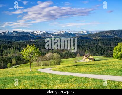 Frühling im Allgäu. Blumenwiese, Haus und Wälder vor schneebedeckten Bergen und blauem Himmel bei Buchenberg. Allgäu, Bayern, Deutschland, Europa Stockfoto