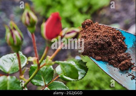 Gartenarbeit, Düngen, Rosenbusch, rote Rosen, Blüte, Knospen, blaue Gartenschaufel Stockfoto