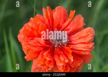 papaver orientale, orientalischer Mohn mit einer einzigen Blüte, Nahaufnahme, selektiver Fokus Stockfoto