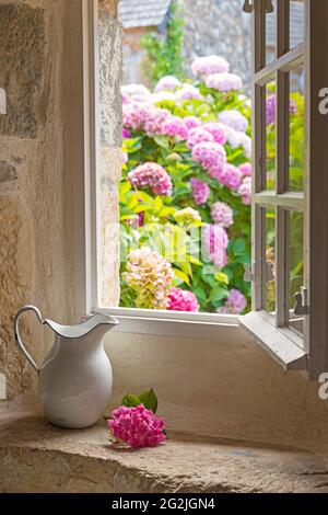 Stillleben, alter emaillierter Krug und Hortensienblume, Bretagne, Frankreich Stockfoto