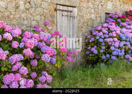 Hortensiensträucher auf einem Innenhof in Sainte Marie du Ménez Hom in der Nähe von Plomodiern, Frankreich, Bretagne, Finistère Stockfoto