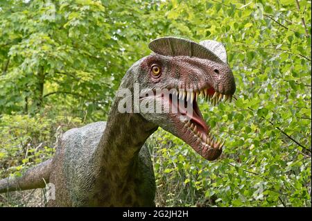 Dinosaurier Dilophosaurus als Modell im Dinopark Münchehagen bei Hannover. Vor etwa 190 Millionen Jahren (Unterjura) in Nordamerika, Indien und China gelebt, wurde etwa 6 m lang und 0.5 t schwer. Stockfoto