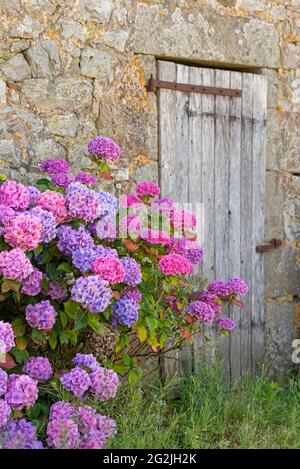 Hortensien auf einem Bauernhof in Sainte Marie du Ménez Hom in der Nähe von Plomodiern, Frankreich, Bretagne, Departement Finistère Stockfoto