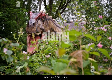 Dinosaurier Allosaurus (ähnlich dem Tyrannosaurus) als Modell im Dinopark Münchehagen bei Hannover. Lebte vor etwa 150 Millionen Jahren (Ende der Jurassic Periode) in Nordamerika und Europa, war etwa 9 m lang und 1,5 t im Gewicht. Stockfoto