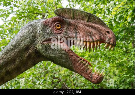 Dinosaurier Dilophosaurus als Modell im Dinopark Münchehagen bei Hannover. Vor etwa 190 Millionen Jahren (Unterjura) in Nordamerika, Indien und China gelebt, wurde etwa 6 m lang und 0.5 t schwer. Stockfoto