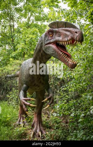 Dinosaurier Dilophosaurus als Modell im Dinopark Münchehagen bei Hannover. Vor etwa 190 Millionen Jahren (Unterjura) in Nordamerika, Indien und China gelebt, wurde etwa 6 m lang und 0.5 t schwer. Stockfoto