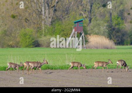 Sprung-Rehe (Capreolus capreolus) wechselt über ein Feld, im Hintergrund ein hoher Sitz, Frühjahr, April, Hessen, Deutschland Stockfoto