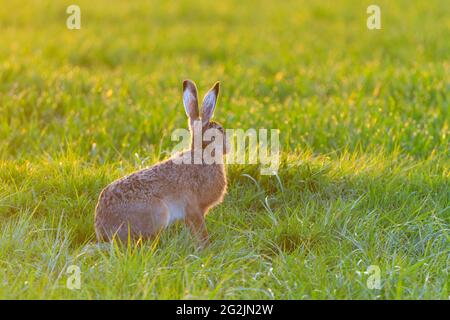 Braunhase (Lepus europaeus) bei Sonnenaufgang auf einer Wiese, Frühling, Frühling, April, Hessen, Deutschland Stockfoto