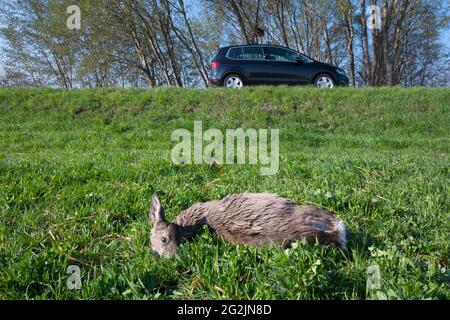 Toter Hirsch am Rande einer Landstraße, Wildtierunfall, Frühjahr, April, Hessen, Deutschland Stockfoto