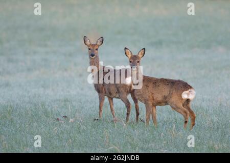 Rehe (Capreolus capreolus) auf einer Wiese, Rehe mit Rehkitz, April, Frühling, Hessen, Deutschland Stockfoto