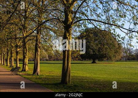 England, London, Greenwich, Greenwich Park, Avenue of Trees Stockfoto