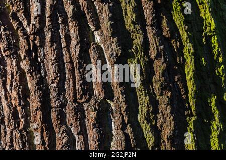 England, London, Greenwich, Greenwich Park, The Flower Garden, Nahaufnahme von Oak Tree Bark Stockfoto