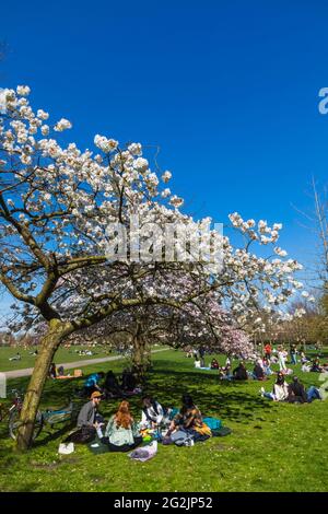 England, London, Regent's Park, Gruppe junger Menschen, die unter Cherry Blossom pickten Stockfoto