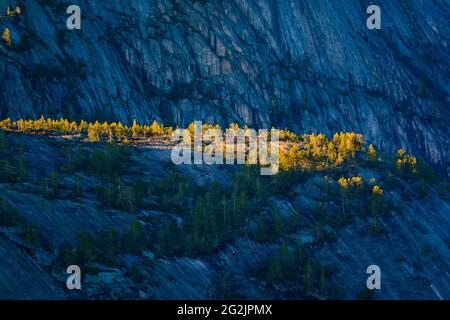 Gestern Abend Sonnenlicht auf Pinien in der Berglandschaft in Nissedal, Telemark, Norwegen, Skandinavien. Stockfoto