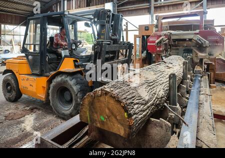 Solingen, Nordrhein-Westfalen, Deutschland - Eichenstamm auf der Bandsäge im Sägewerk ist Holz knapp und teuer, Tischler und Tischlereien kämpfen mit rasant steigenden Rohstoffpreisen in Zeiten der Corona-Krise werden große Mengen Stammholz nach China und in die USA exportiert. Stockfoto