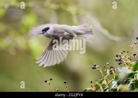 Blackcap, Sylvia atricapilla, männlich, im Flug Stockfoto