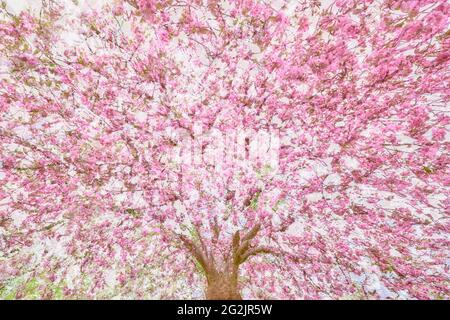 japanische Kirsche, Baum, blühend, Mehrfachbelichtung Stockfoto
