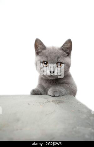 Niedliches verspieltes britisches Kurzhaar-Kätzchen, das auf einem Betontisch aufsteht Neugierig auf die Kamera schauen Stockfoto