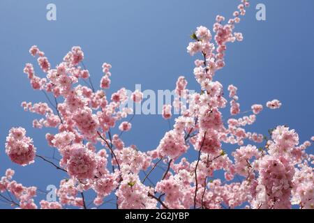 Cherry Blossom Stockfoto