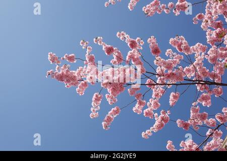 Cherry Blossom Stockfoto