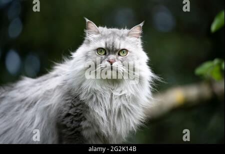 Grau silber gestromt britische Langhaar-Katze im Freien im Naturportrait Blick auf die Kamera Stockfoto