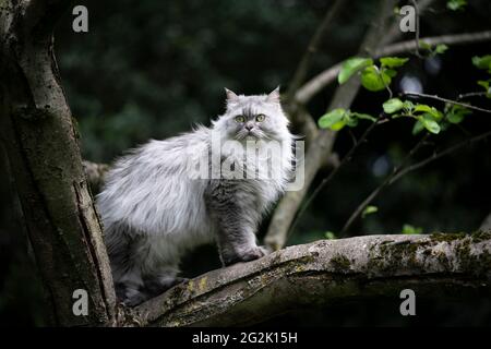 Grau silber gestromt britische Langhaarkatze auf einem Baum sitzend Den Garten beobachten Stockfoto