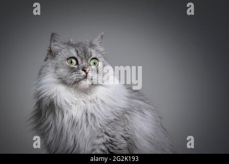 Schönes graues silbergestromptes britisches Langhaar-Katzenportrait auf Grau Hintergrund mit Kopierbereich Stockfoto