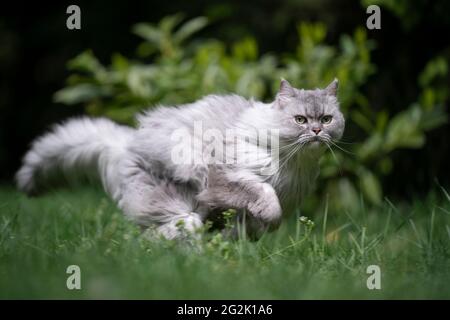 Verspielte graue silberne gestromte britische Langhaar-Katze läuft schnell weiter Grüne Wiese im Freien in der Natur Jagd Stockfoto