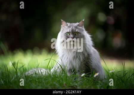 Grau silber gestromt britische Langhaarkatze auf grüner Wiese Im Freien in der Natur mit Blick auf die Kamera Stockfoto