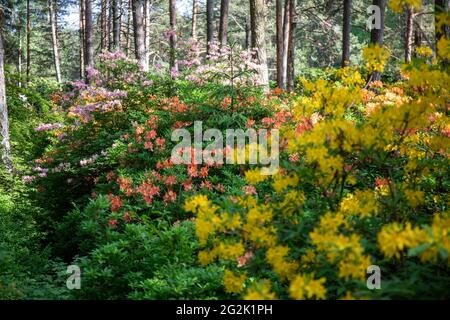 Verschiedene Sorten von blühenden Rhododendronen im Haaga Rhododendron Park in Helsinki, Finnland Stockfoto