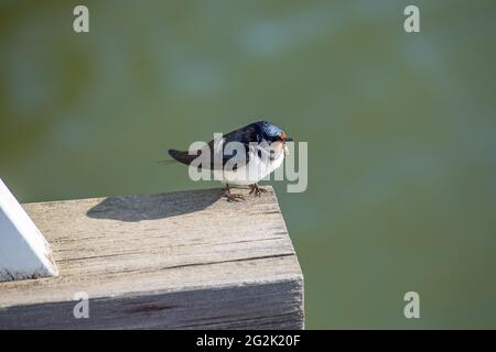 Stallschwalbe (Hirundo rustica) auf einem hölzernen Brückenbalken auf der Seurasaari-Insel, Helsinki, Finnland Stockfoto