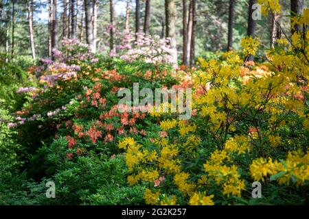 Verschiedene Sorten blühender Rhododendrons im Haaga Rhododendron Park oder Haagan Alppiruusupuisto in Helsinki, Finnland Stockfoto