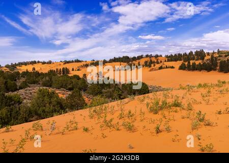 Im Coral Pink Sand Dunes State Park in der Nähe von Kanab, Kane County, Utah, USA, werden die spektakulären Sanddünen mit Wacholder-, Ritzel- und Ponderosa-Pines gemischt. Stockfoto