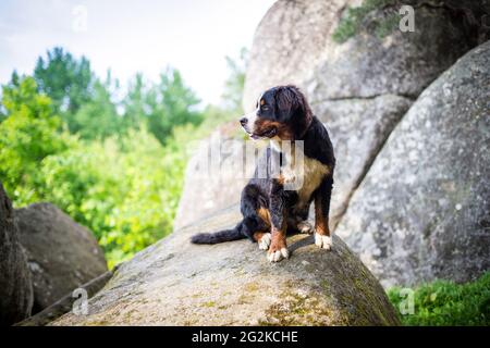 Berner Sennenhund Stockfoto