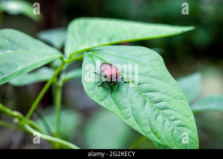 Käfer Käfer aus der Nähe sitzen auf einem langen Bohnenkuhpea-Blatt im Garten Stockfoto