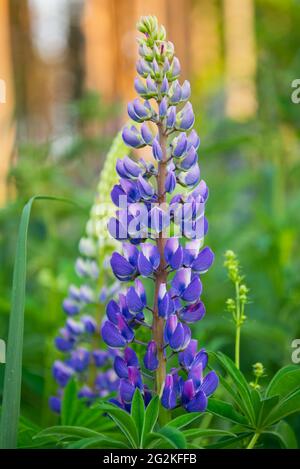 Bush von wilden Blumen Lupin im Sommer Feld Wiese bei Sonnenuntergang Sonnenaufgang. Lupinus, allgemein bekannt als Lupin oder Lupine, eine Gattung von Blütenpflanzen in Th Stockfoto