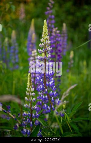 Blühende Macrolupine Blume. Lupinus, Lupine, Lupinenfeld mit rosa violetter Blüte. Haufen Lupinen Sommer Blume Hintergrund. Ein Feld von Lupinen. Vio Stockfoto