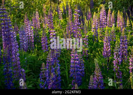 Blühende Lupinenblüten . Blühende Lupinen. Feld der Lupinen. Bunter lupinus von rosa, violett, blau, weiß, gelb. Wunderschöner Sonnenuntergang. Lupine in voller Höhe Stockfoto