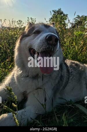 Malamute an der Leine. Malamute outguly. Folow me Dog. Stockfoto