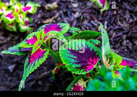 Plectranthus Farbe hinterlässt schöne mehrfarbige Blätter Stockfoto