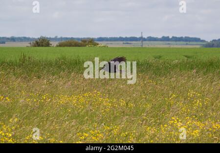 Eine große schwarze Krähe im Flug über Grasland auf der Salisbury Plain Stockfoto