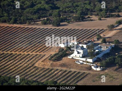 Luftaufnahme auf einem Weißweinanbaugebiet in der Nähe von Faro, Algarve, Portugal Stockfoto