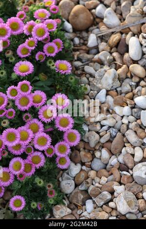 Erigeron glaucus Sea Breeze Pflanzen wachsen am Strand der Südküste des Vereinigten Königreichs. Stockfoto