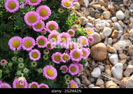 Pflanzen, die am Strand der Südküste Großbritanniens wachsen. Stockfoto