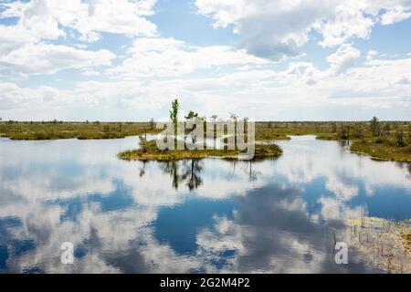 Sümpfe. Weißrussische Sümpfe sind die Lungen Europas. Ökologisches Reservat Yelnya. Stockfoto