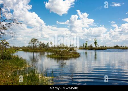 Sümpfe. Weißrussische Sümpfe sind die Lungen Europas. Ökologisches Reservat Yelnya. Stockfoto