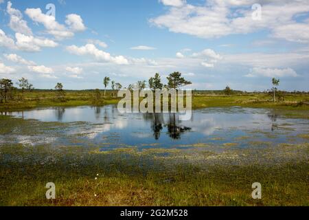 Sümpfe. Weißrussische Sümpfe sind die Lungen Europas. Ökologisches Reservat Yelnya. Stockfoto