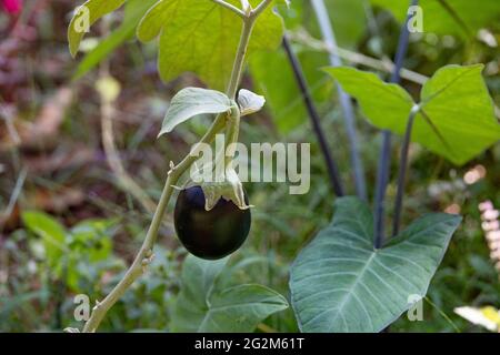 Selektiver Fokus der tiefvioletten Aubergine auf einen Garten Stockfoto