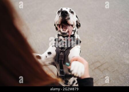 Weibchen spielt und trainiert ihren glücklich lächelnden dalmatinischen Hund, der die Zunge aushält, Weibchen verbringt Freizeit mit der besten Freundin des Haustiers und genießt das Wochenende auf der Straße Stockfoto